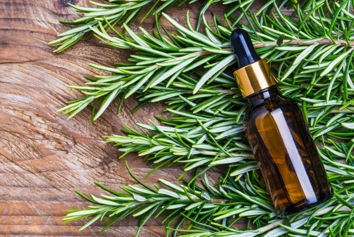 Can Rosemary Oil Cause Hair Loss- Can Rosemary Oil Cause Hair Loss