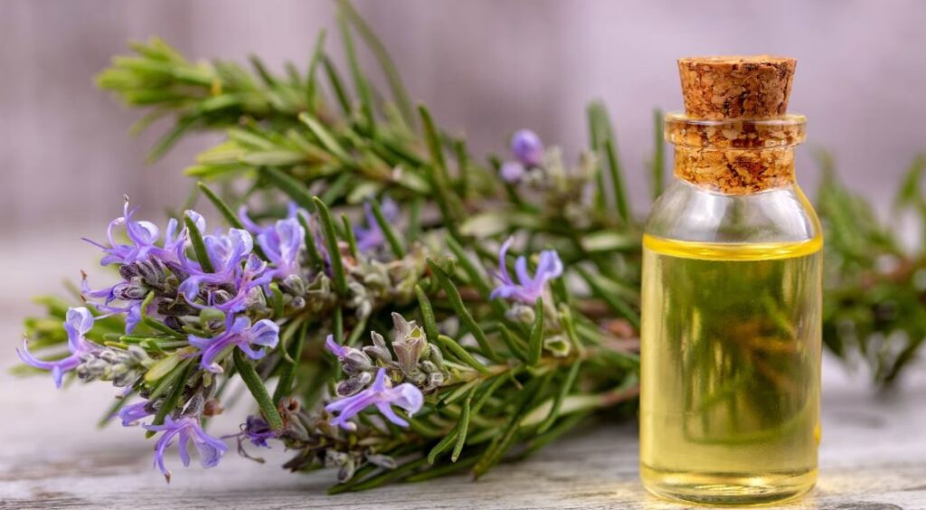 Is Rosemary Oil Good for Hair?