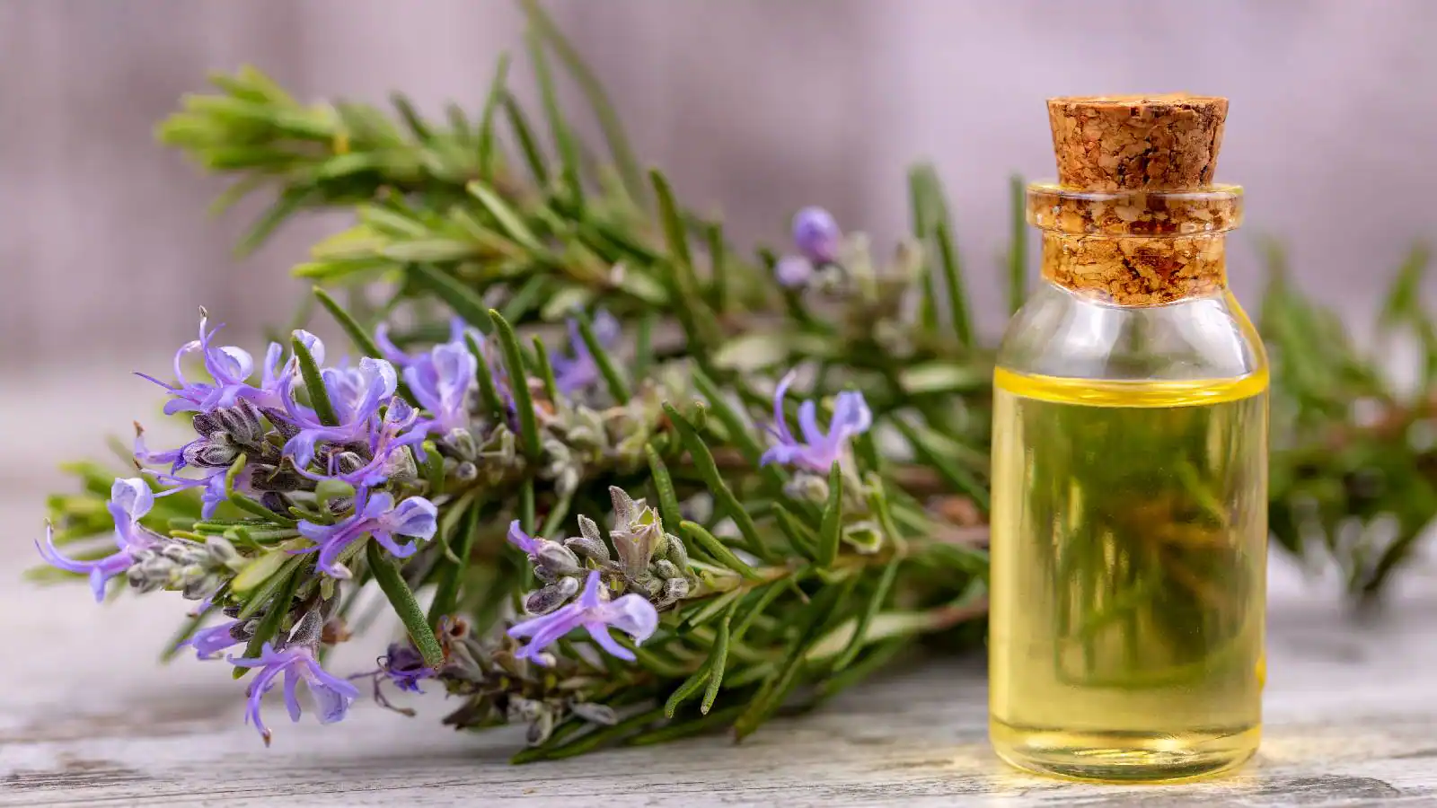 Rosemary Oil and Hair Health Rosemary Oil and Hair Health