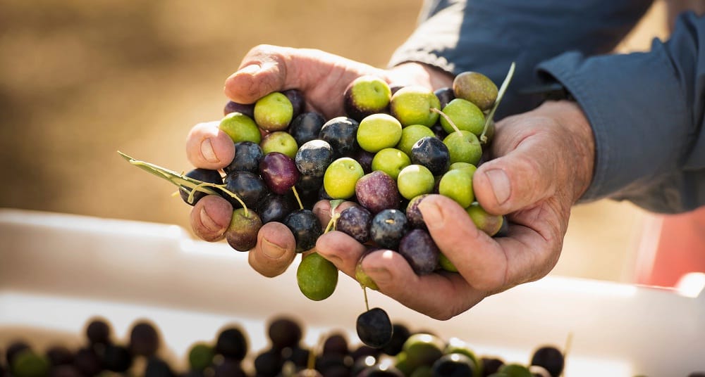 How to Use Olive Oil for Hair Growth?