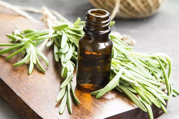 Why Use Rosemary Oil for Hair- Why Use Rosemary Oil for Hair