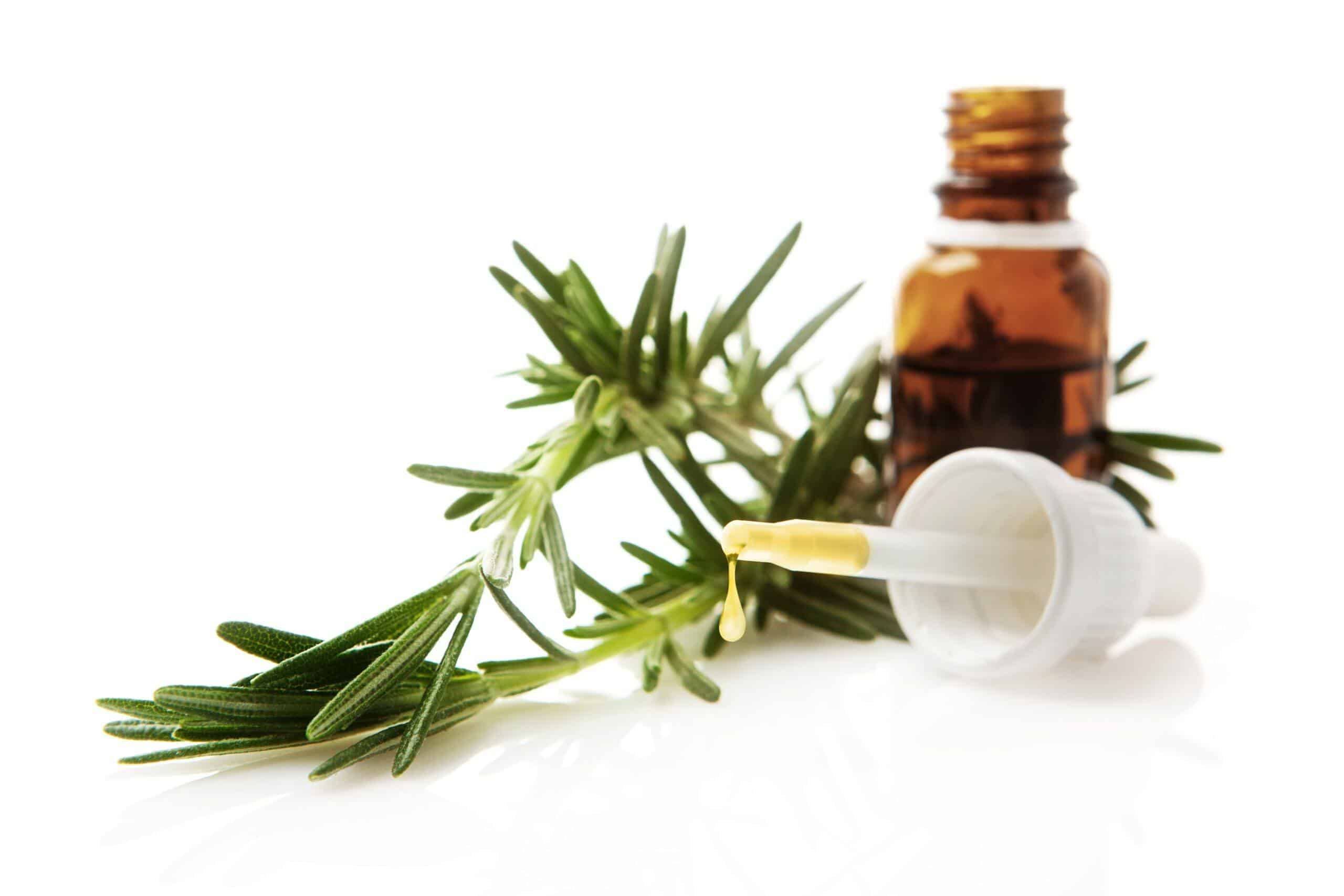 Why Use Rosemary Oil for Hair Why Use Rosemary Oil for Hair